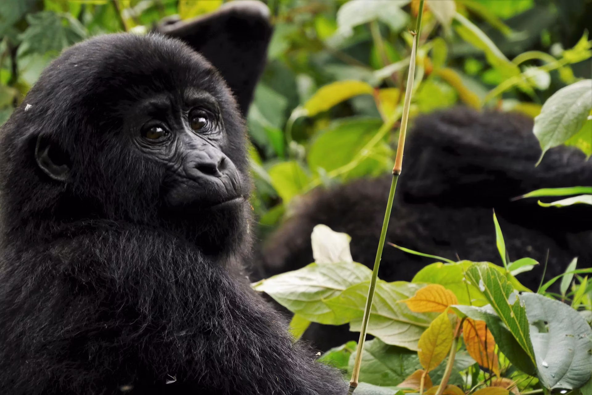 Moments Beyond Borders travel image